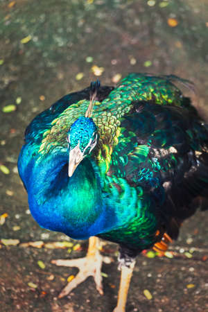 Green Peafowl , Wild peacock portrait in Thailand.の写真素材