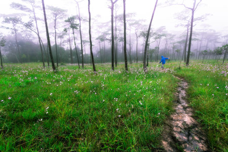 Man exploring the deep forest of Phu Soi Dao, Thailand.の写真素材