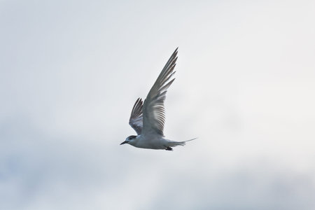 common terns flying in the blue sky