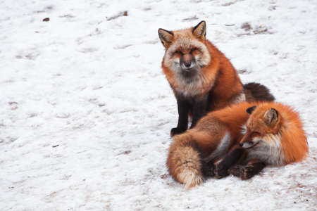 Japanese Red fox in snowの写真素材