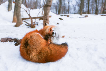 Japanese Red fox in snowの写真素材