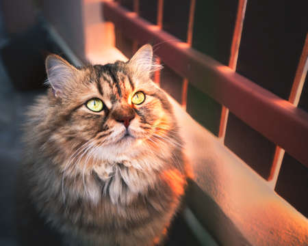 Close up shot portrait of house catの写真素材