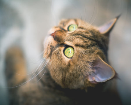 close up shot portrait of house catの写真素材