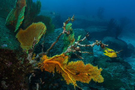 Dying of iconic tropical ocean gorgonian coral sea fan due to global warming and climate change,...