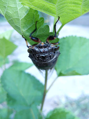 The cicada.の写真素材