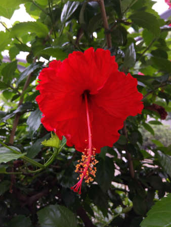 Hibiscus flowers close-upの写真素材