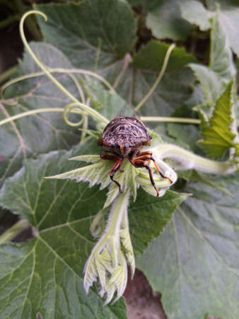 Cicadaの写真素材