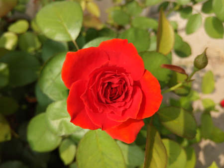 Close-up of rose flowerの写真素材
