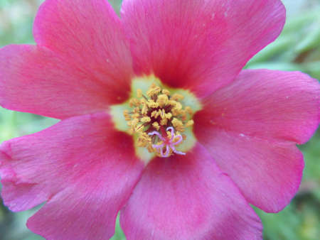 pink follow blooming close upの写真素材