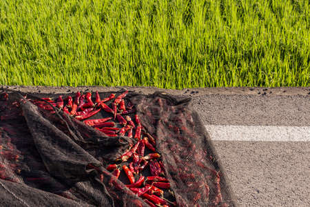 It is a picture of drying pepper on the roadside.の写真素材