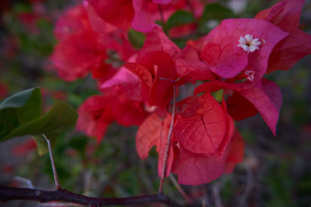 A close range photograph of bougainvilleas with pink leaves