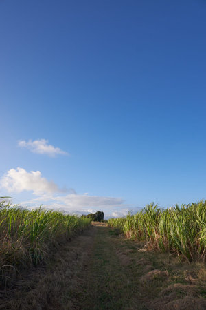 A pathway in between a field of sugar canes under a partly cloudy morning sky (2 of 2)の写真素材