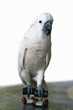 White parrotの写真素材