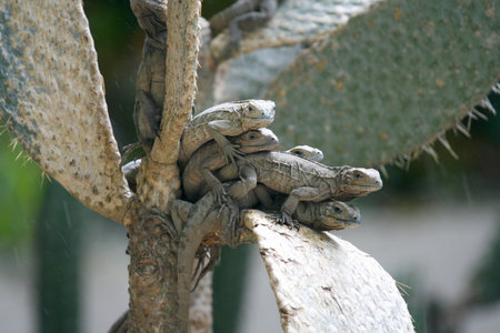 lizardsの写真素材