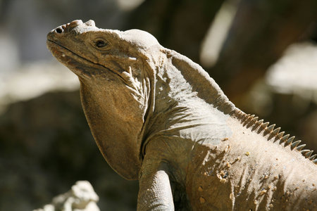 Iguana profileの写真素材