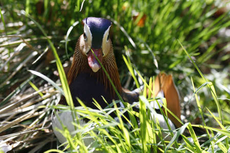 Colorful duckの写真素材