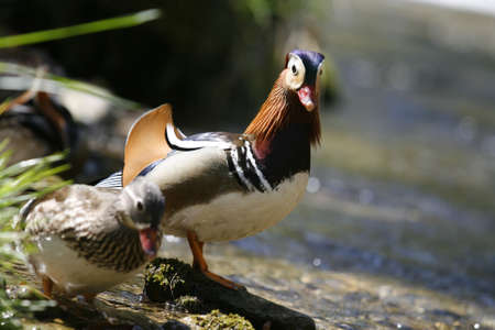 Duck の写真素材