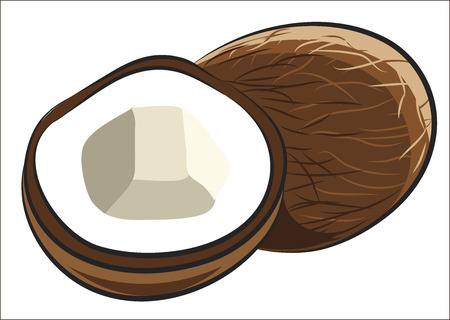 Coconut Fruit isolated on whiteのイラスト素材