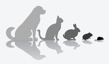 Dog, cat, rabbit, hamster and mouse composition isolated on whiteのイラスト素材