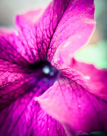 Close up of the leaves of a red flowerの写真素材