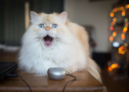 Housecat cauht in a yawn on coffee tableの写真素材
