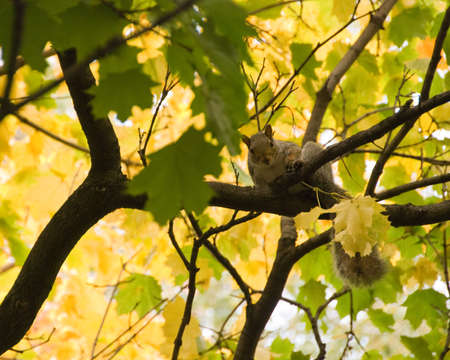 A squirrel looks down from the braches of a tree with yellow and green leaves.の写真素材