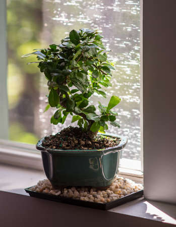A new bonsai tree sits on a bed of pebbles by a sunny windowの写真素材