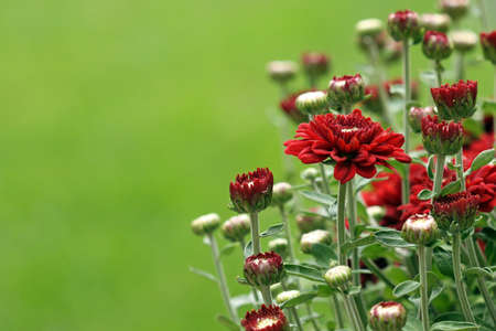 Dark red chyrsanthemum flower and buds.の写真素材