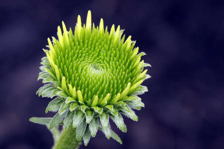 Closeup small green daisy bud about to open.の写真素材