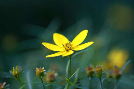 Closeup of yellow moonbeam coreopsis flower background out of focus.の写真素材