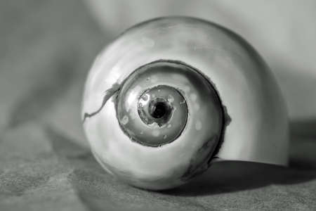 Round seashell with spiral design photographed in black and white.の写真素材