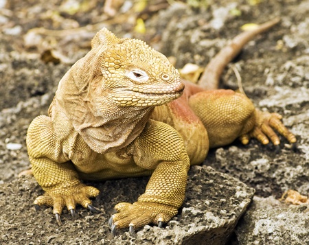 Galapagos Land Iguanaの写真素材