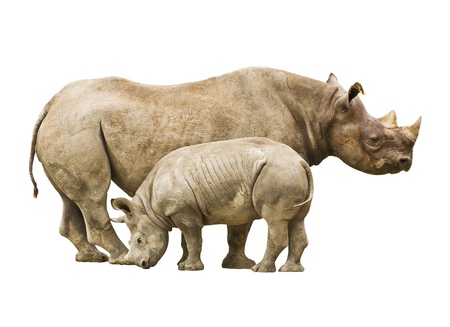Endangered Black Rhinocerosの写真素材