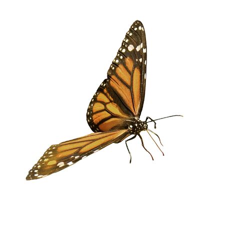 Monarch Butterfly Isolatedの写真素材