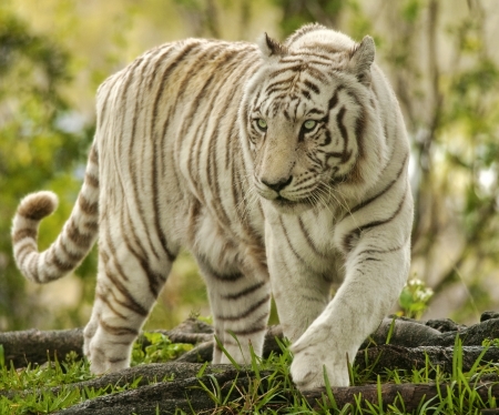 White Bengal Tiger Approachingの写真素材