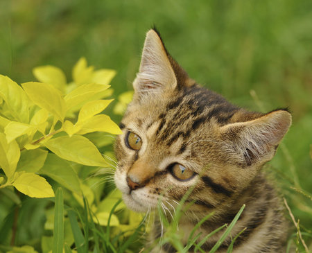 Cute Kitten Hiding Behind Plantsの写真素材