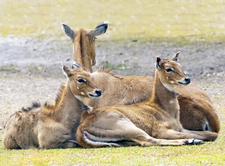 Mother Caring for her Young Deersの写真素材
