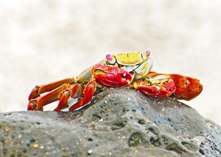 Galapagos Sally Lightfoot Crabの写真素材