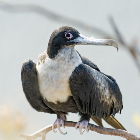 Galapagos Frigate Birdの写真素材