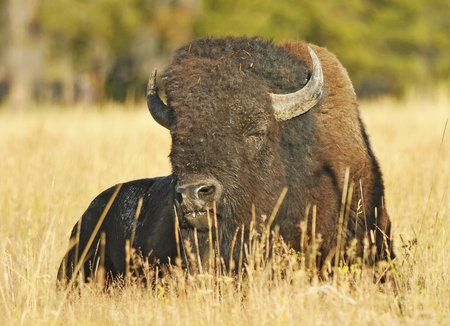 American Buffalo Grazing
