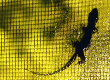 Abstract Silhouetted Lizard on a Net Under the Rain