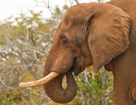 Profile of an African Elephant Covered in Mud の写真素材