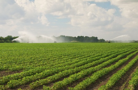 Fertile Field Being Irrigatedの写真素材