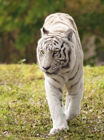 White Bengal Tiger Approachingの写真素材