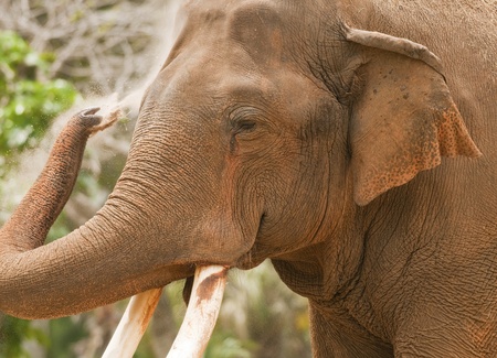 Elephant Bathing in Mud Close upの写真素材
