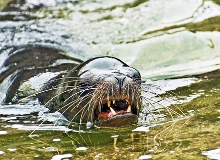 Aggressive Sea Lion Ready to Chargeの写真素材