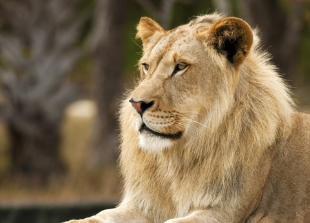 Young Male Lion Profileの写真素材