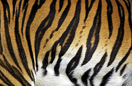 Abstract Tiger Fur Texture