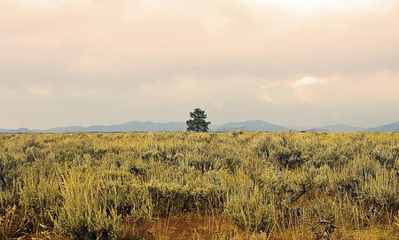 Single Tree in a Deforested Arid Landの写真素材