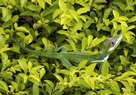 Green Lizard Camouflaging in the leaves Backgroundの写真素材